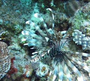 Indischer Feuerfisch