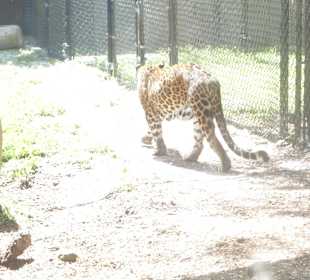 Zoo Naples