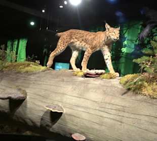 Naturparkzentrum Ruhestein