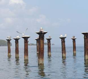 Sitzgelegenheiten für Vögel