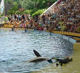 Orca Show