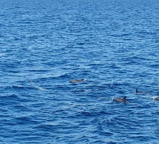 Delphin-Tour