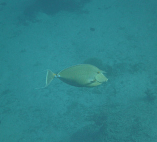 Auch größere Fische sind zu sehen