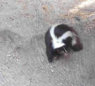 Wildpark Lüneburger Heide