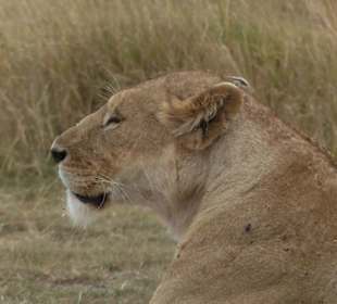 Löwen ganz nah am Jeep