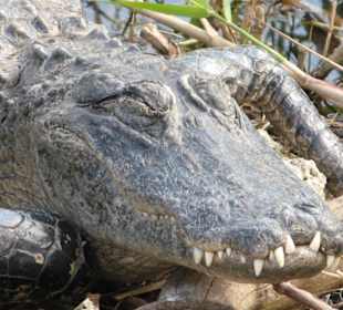 Everglades National Park: Anhinga Trail
