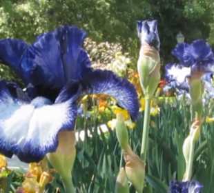 Real Jardín Botánico de Madrid