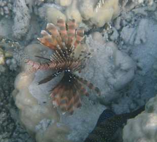 Feuerfisch