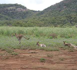 Warrumbungle Nt. Park