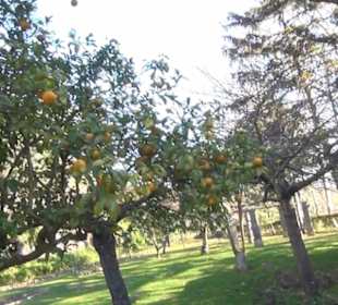 Gartenanlage - Spektakel im Garten