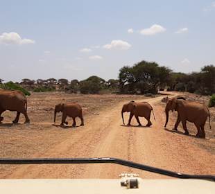 WT Safaris