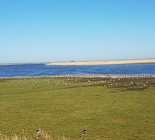 Wandern Emmelsbüll-Horsbüll