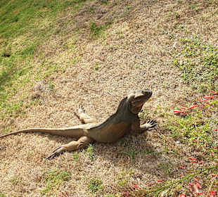 Tour & Ausflug Bayahibe