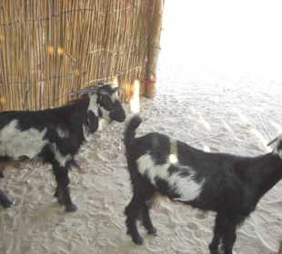 Safari in die Wüste