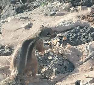 Strand Playa de Esquinzo / Playa de Butihondo