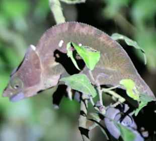 Nachtpirsch in Ranomafana