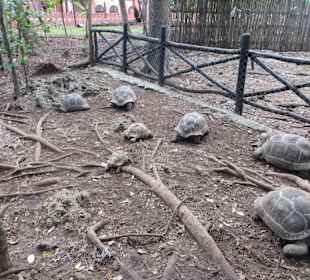 Die Schildkröten auf Prison Island