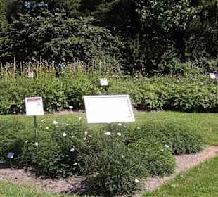 Die Wilddahliensammlung