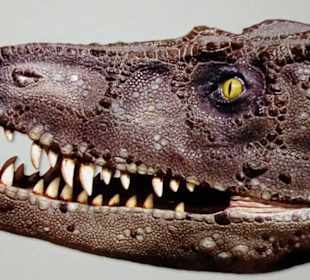 So sah die Rekonstruktion des Schädels aus