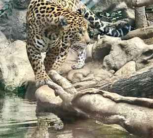 Grosskatzen im Loro Park.