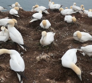 Auf der Insel Helgoland