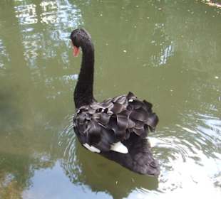 Vogelpark