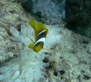 Schnorcheln Marsa Alam