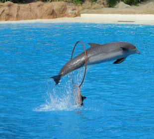 Delfinarium