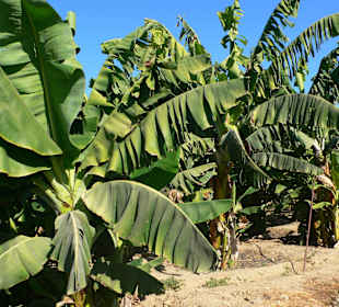 Bananenplantage bei Alanya