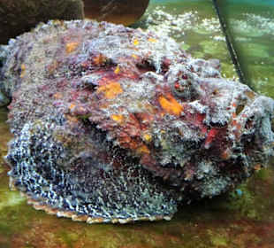 Giftiger Steinfisch im Nautiland