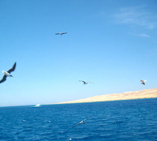 Bootsfahrt(Schnorchelausflug)