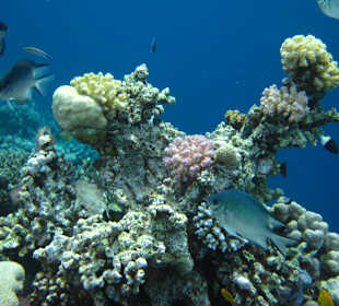 Schnorcheln Makadi Bay