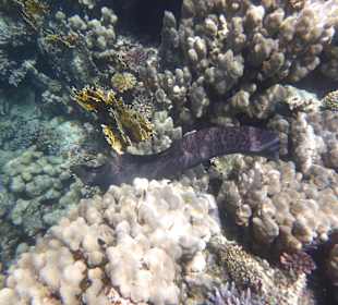 Muräne Riff Gorgonia 
