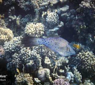 Schnorcheln Marsa Alam