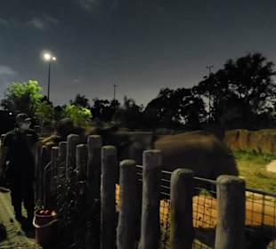 Nashorn bei der Night Safari