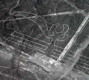 Papagei - Nazca Linien