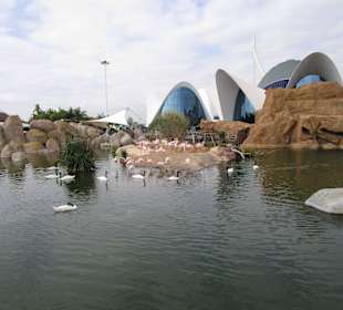 Aquarium / Oceanongrafic