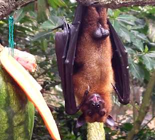 Singapur Zoo