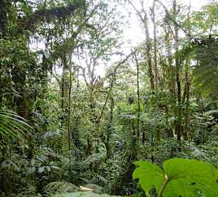 Wanderung durch den Nebelwald/Regenwald