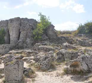 Stone Forest