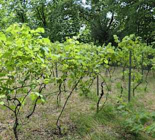 Unterwegs im Stadtgarten von Aachen