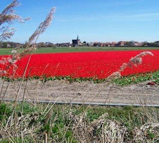 Tulpen velden