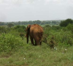 Tsavo ost