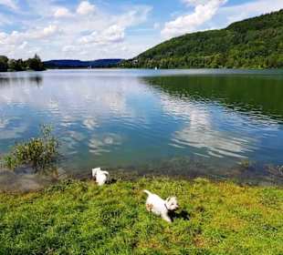 Für Hunde ein Paradies