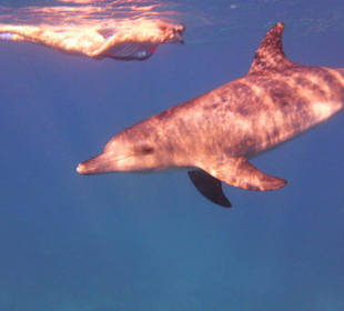 Schnorcheln mit freilebenden Delfinen.