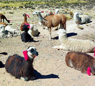 Pampa Cañahuas