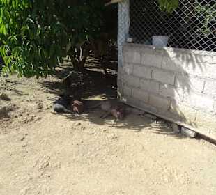 Relaxed auf dem Bauernhof