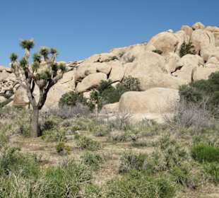 Joshua Tree National Park