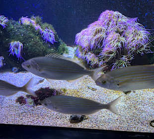 Aquazoo Löbbecke Museum Düsseldorf