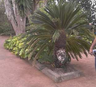 Ein Garten mit seinen Pflanzen